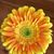 Mona Berrier's profile image
