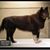 Balto D Kalluyon's profile image