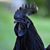 Robert Borys's profile image
