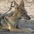 Carmen Lavarello's profile image