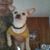 Bruce Buckner's profile image