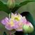Audrey Mintz Williamson's profile image