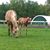 Diane Stafford's profile image