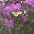 Nancy A Whalen Penner's profile image