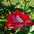 Marina Rizzo's profile image