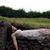 Lara Elizabeth Foy's profile image