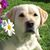 Joan Shugar's profile image