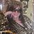 Annette Tagliola Mola's profile image