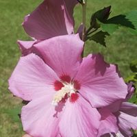 Colette Smith's profile image