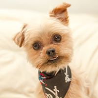 Majord Adamson's profile image