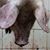 Maria M Monk's profile image
