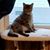 Margaret Fleet's profile image