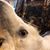 Angela L. Reynolds's profile image