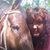 Jolena Kees's profile image