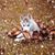 Rhonda Tarter's profile image