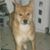 Susan Giddinge Harris's profile image