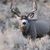 Matt L Bergquist's profile image