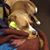 Lisa Thomas Balkom's profile image