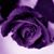 Debby Crandon Miller's profile image