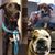 Shirley Kapopoulos's profile image