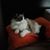 Diana Simmons's profile image