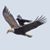 Candace Croweagle's profile image