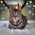 Mark Merola's profile image