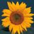 Margaret Rockstroh Genung's profile image