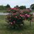 Annette Skidmore Dane's profile image