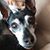 Dana M Devlin's profile image