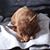 Selene Siegel's profile image