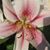 Dawn Berry's profile image