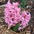 Sondra Sommers's profile image
