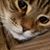 Heidi Rolland's profile image