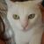 Mattia Gregori's profile image