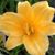 Melissa Gillaspy's profile image