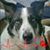 Sharon Havyer's profile image