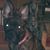 Sherrie Evans's profile image