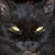 Kari Kilgore's profile image