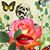 Daniela Edstrom's profile image