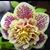 Elena Rodriguez Ilas's profile image