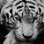 Abdullah Haidari's profile image