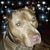 Randee Lankford Sewell's profile image