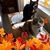 Challys Pearlman's profile image