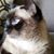 Robert Schisler's profile image