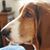 Darlene Preville's profile image