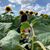 Irene Gar's profile image