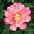 Elina Schultz's profile image