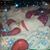Debra Effler Taylor's profile image