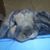 DeAnna Lopes's profile image